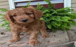 Goldendoodle dogs for sale: Ben - Image 7