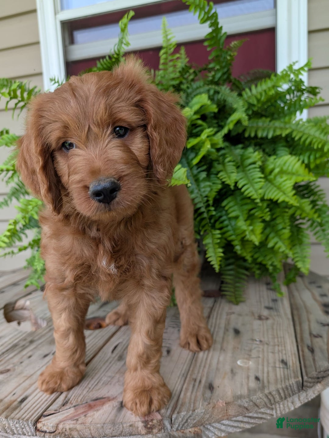 Goldendoodle dogs for sale: Ben - Image 7