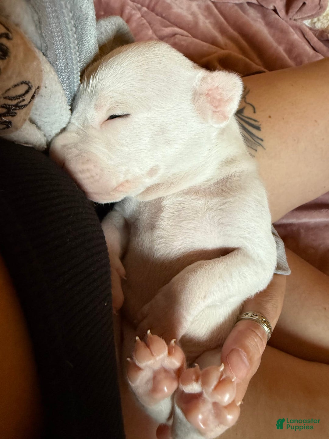 Dogo Argentino dogs for sale: M1 - Image 4
