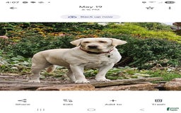Labrador Retriever dogs for sale: Rainey - Image 17