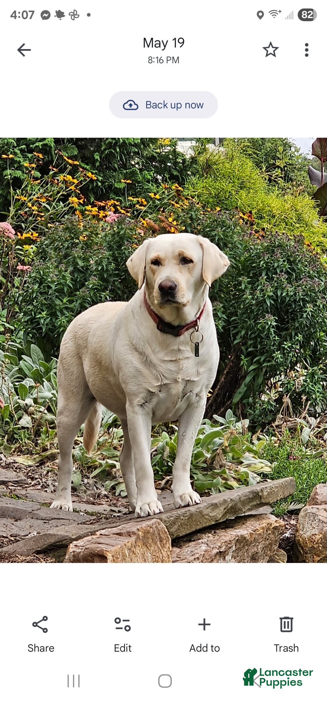 Labrador Retriever dogs for sale: Rainey - Image 17