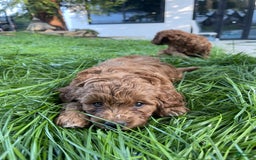 Goldendoodle dogs for sale: Goldendoodle - Image 4