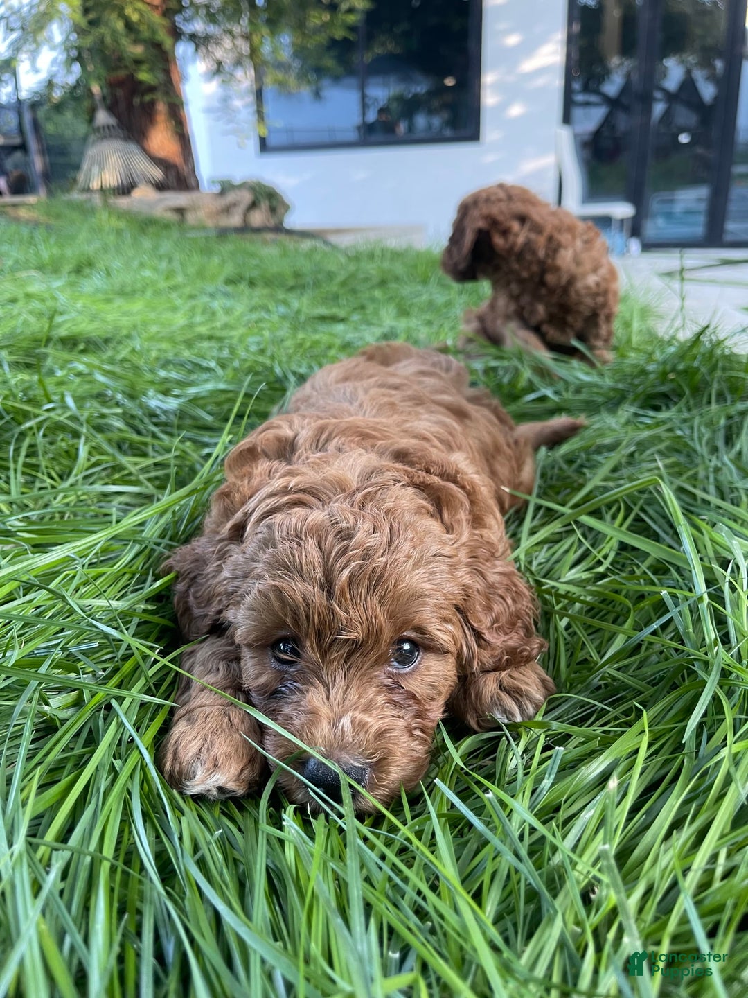 Goldendoodle dogs for sale: Goldendoodle - Image 4