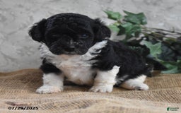 Cavapoo dogs for sale: Alisha - Image 1