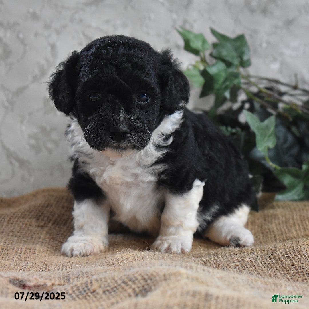 Cavapoo dogs for sale: Alisha - Image 1