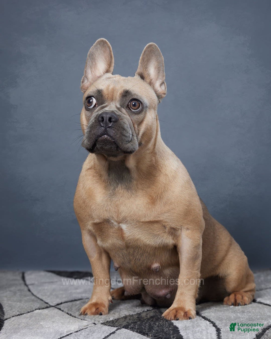 French Bulldog dogs for sale: Sky - Image 8