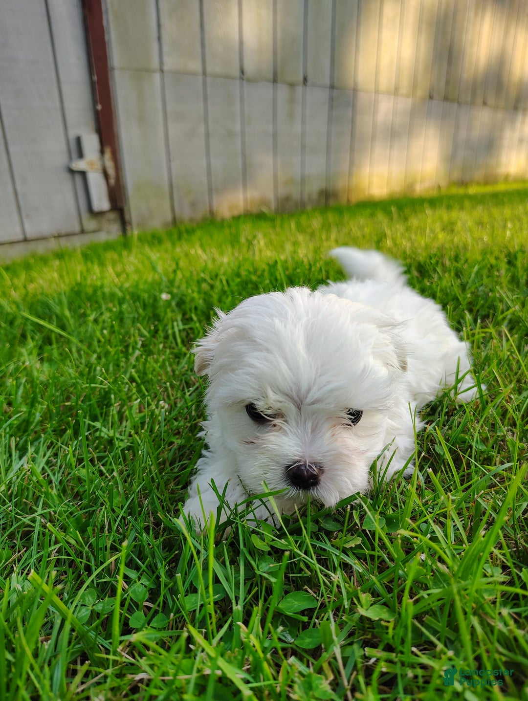 Morkie dogs for sale: Lilly - Image 3