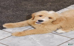 Goldendoodle dogs for sale: Goldendoodle 6 puppies - Image 2