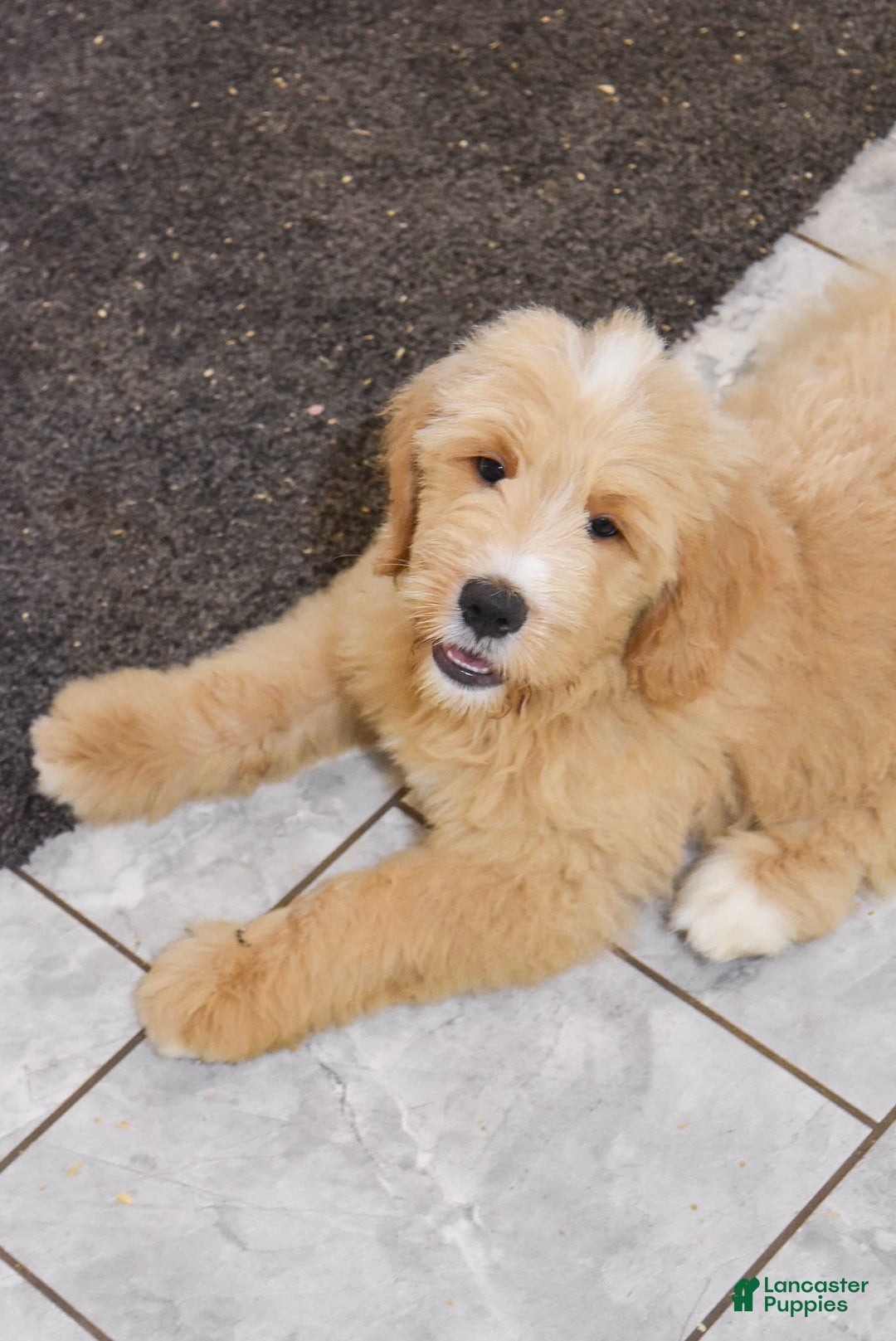 Goldendoodle dogs for sale: Goldendoodle 6 puppies - Image 2