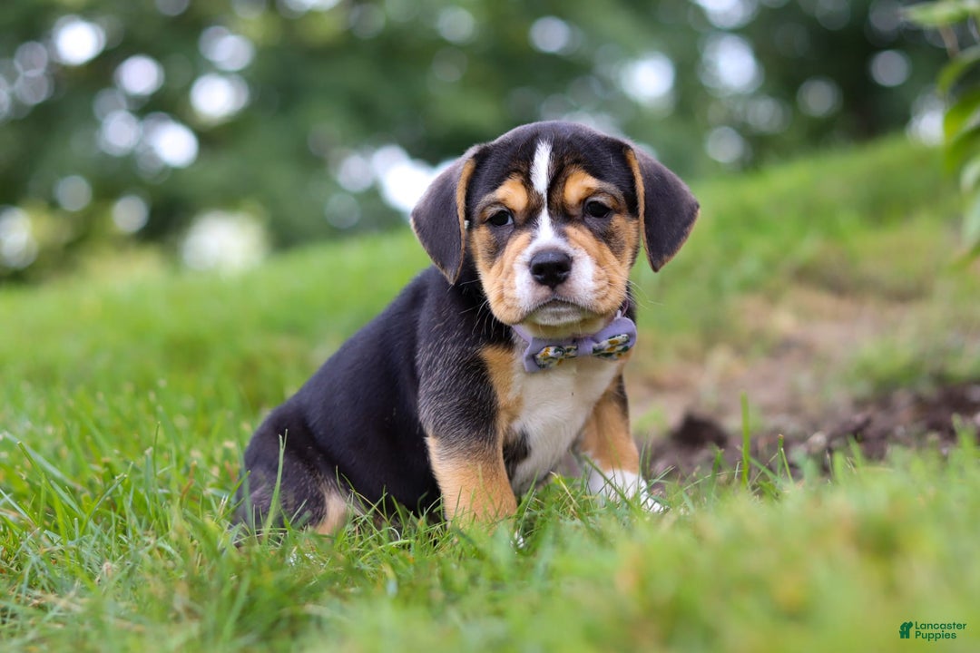 Beabull dogs for sale: Sadie - Image 6