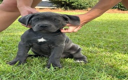 Cane Corso dogs for sale: Storm - Image 1