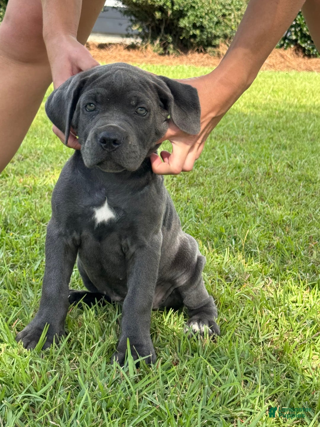 Cane Corso dogs for sale: Storm - Image 1