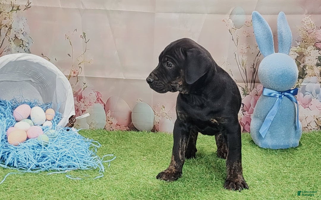 Catahoula Leopard Dog dogs for sale: Love Bug 2025 M1 - Image 6