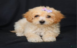 Bichpoo dogs for sale: Grace - Image 2