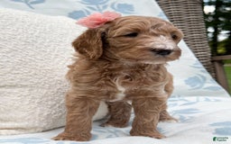 Goldendoodle dogs for sale: Virginia - Image 2