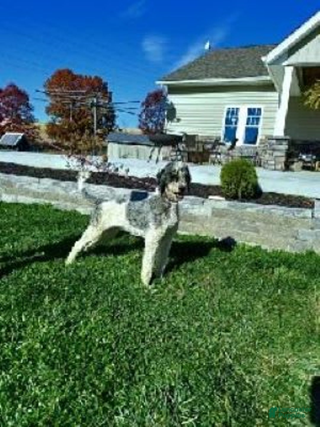 Bernedoodle dogs for sale: Stella - Image 11