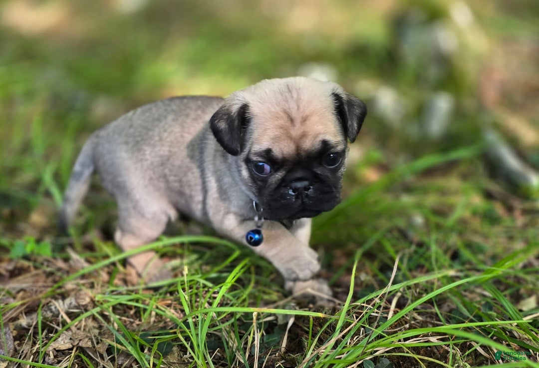 Pug dogs for sale: Dwight - Image 21