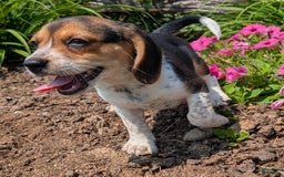 Beagle dogs for sale: Eclair - Image 4