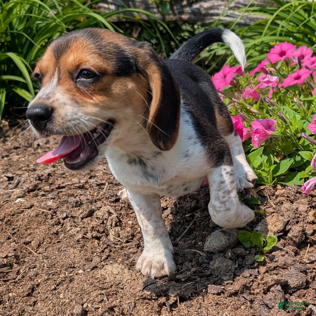 Beagle dogs for sale: Eclair - Image 4