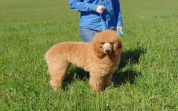 Bernedoodle dogs for sale: Topaz - Image 6