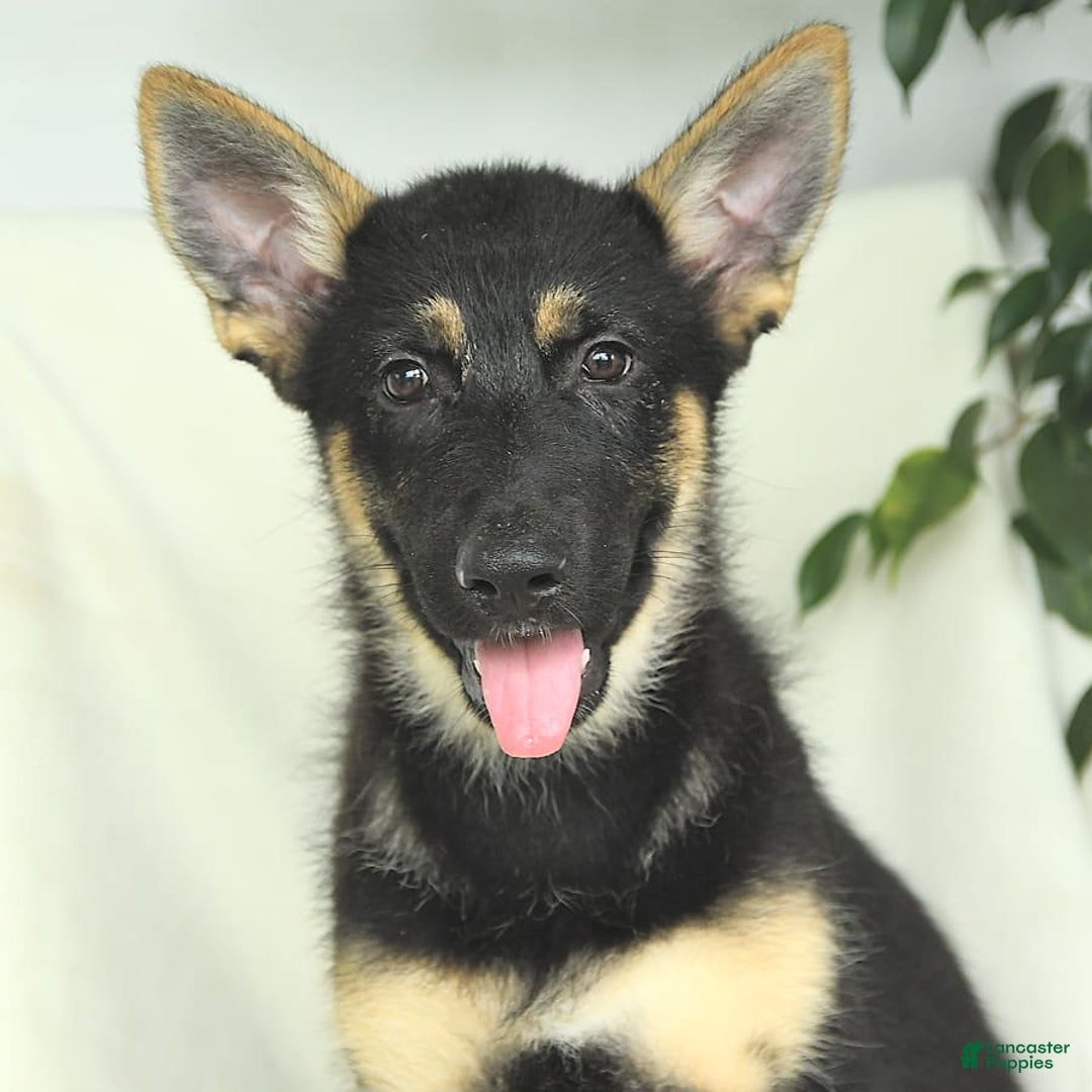 Gerberian Shepsky dogs for sale: Monty - Image 5