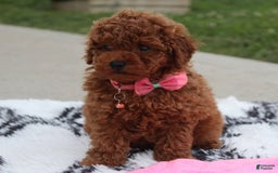 Toy Poodle dogs for sale: Haley - Image 5