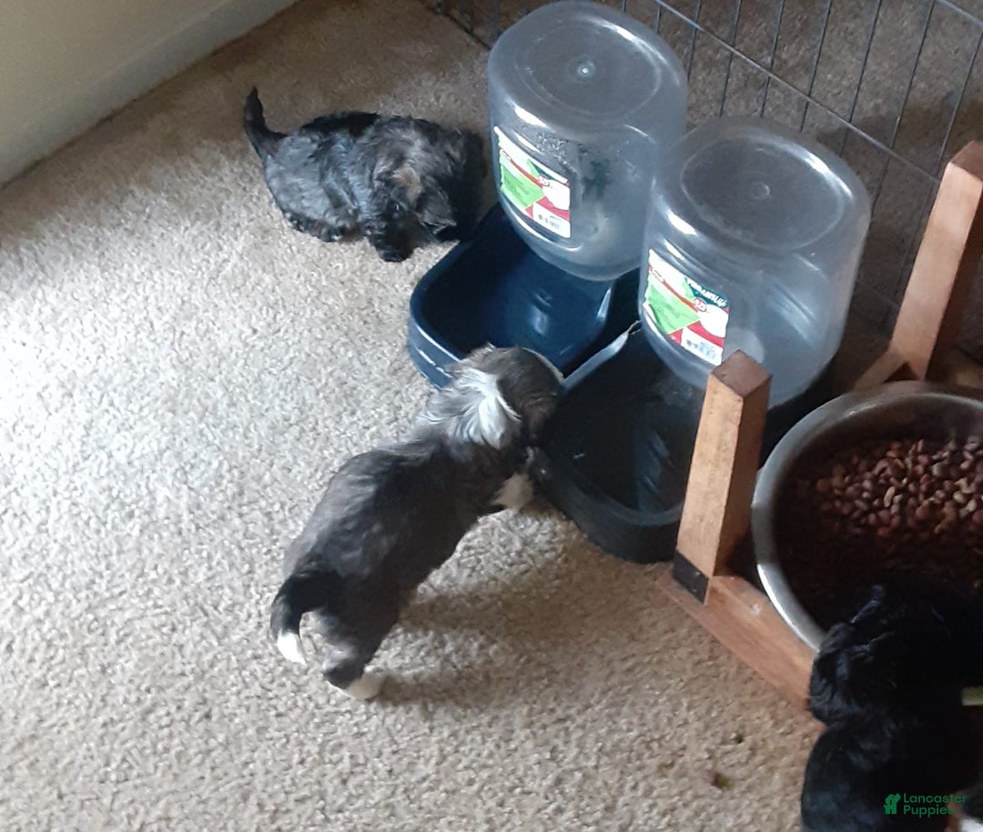 Shih Tzu dogs for sale: G Baby - Image 5