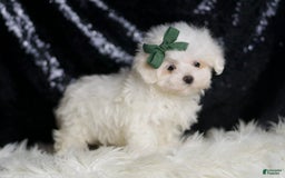 Maltese dogs for sale: Lil Casper - Image 1