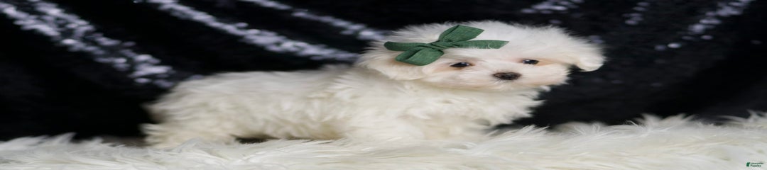 Lil Casper