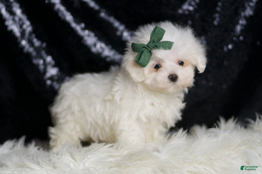 Maltese dogs for sale: Lil Casper - Image 1