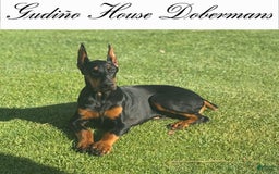 Doberman Pinscher dogs for sale: Yellow Collar Female - Image 5