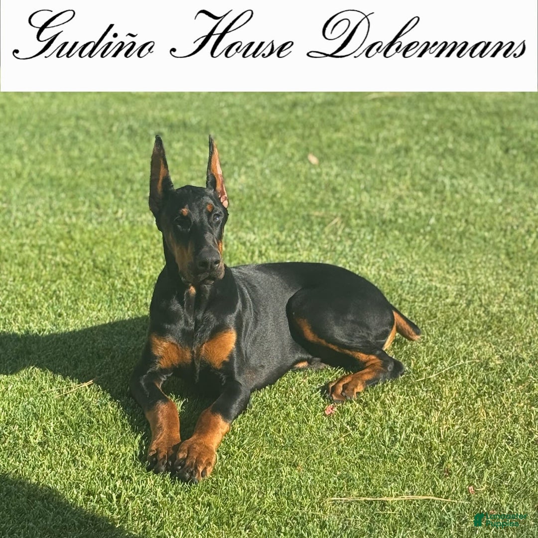 Doberman Pinscher dogs for sale: Yellow Collar Female - Image 5