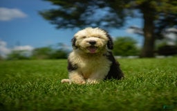 Old English Sheepdog dogs for sale: Fluffy - Image 3