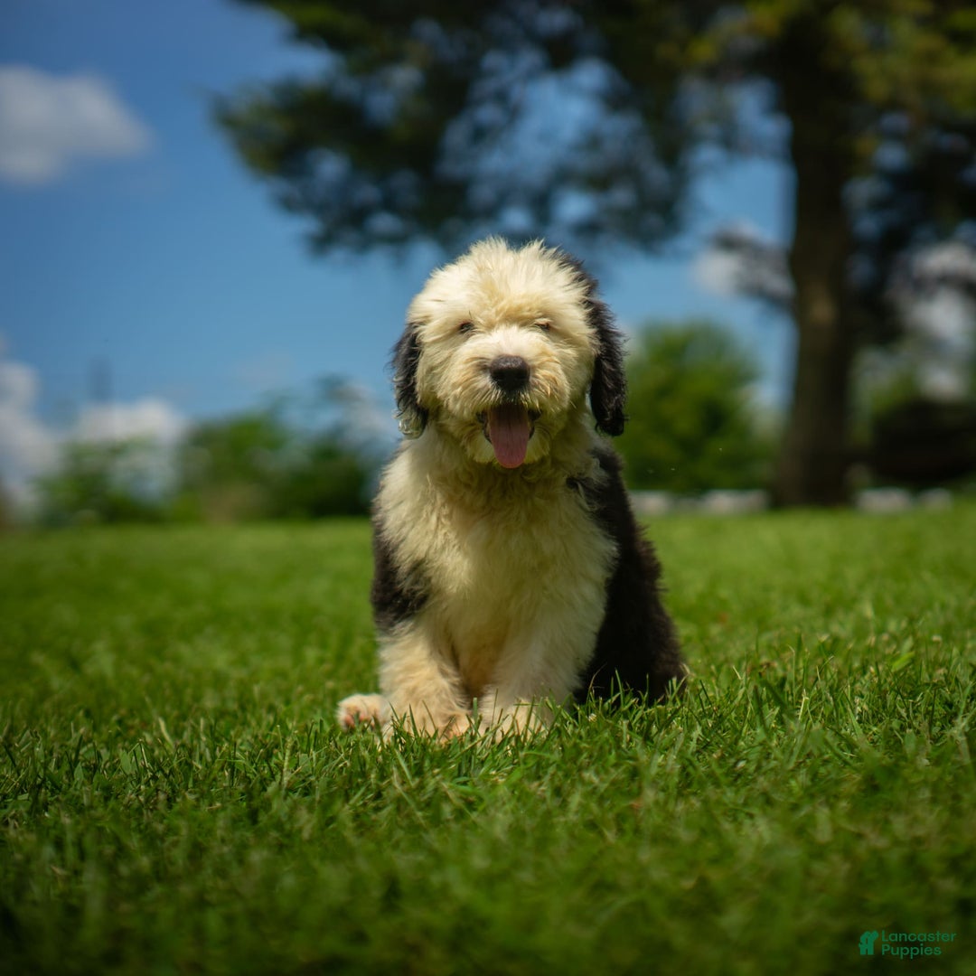 Old English Sheepdog dogs for sale: Fluffy - Image 3