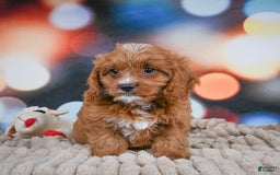 Cavapoo dogs for sale: Elvis - Image 8