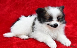 Pomeranian dogs for sale: Poochie - Image 2