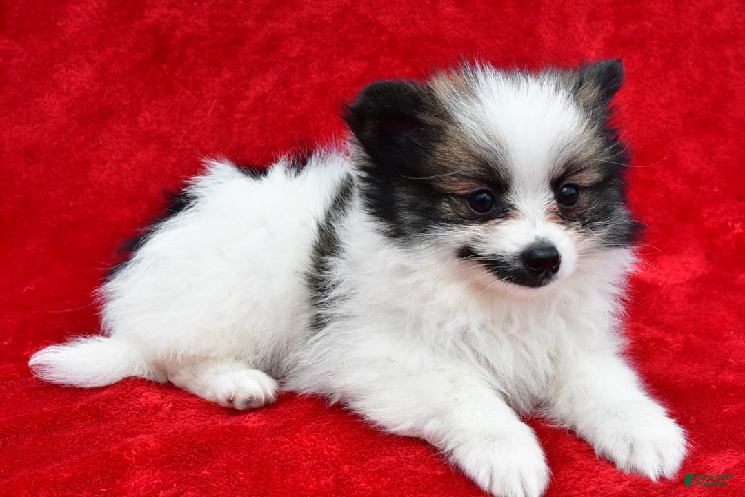 Pomeranian dogs for sale: Poochie - Image 2