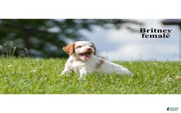Brittany Spaniel dogs for sale: Brittany - Image 2