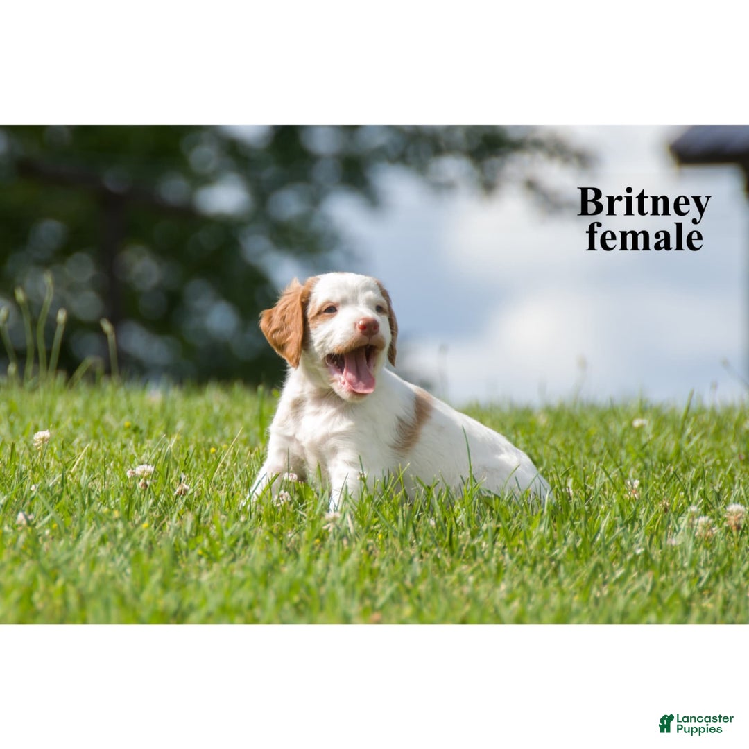 Brittany Spaniel dogs for sale: Brittany - Image 2