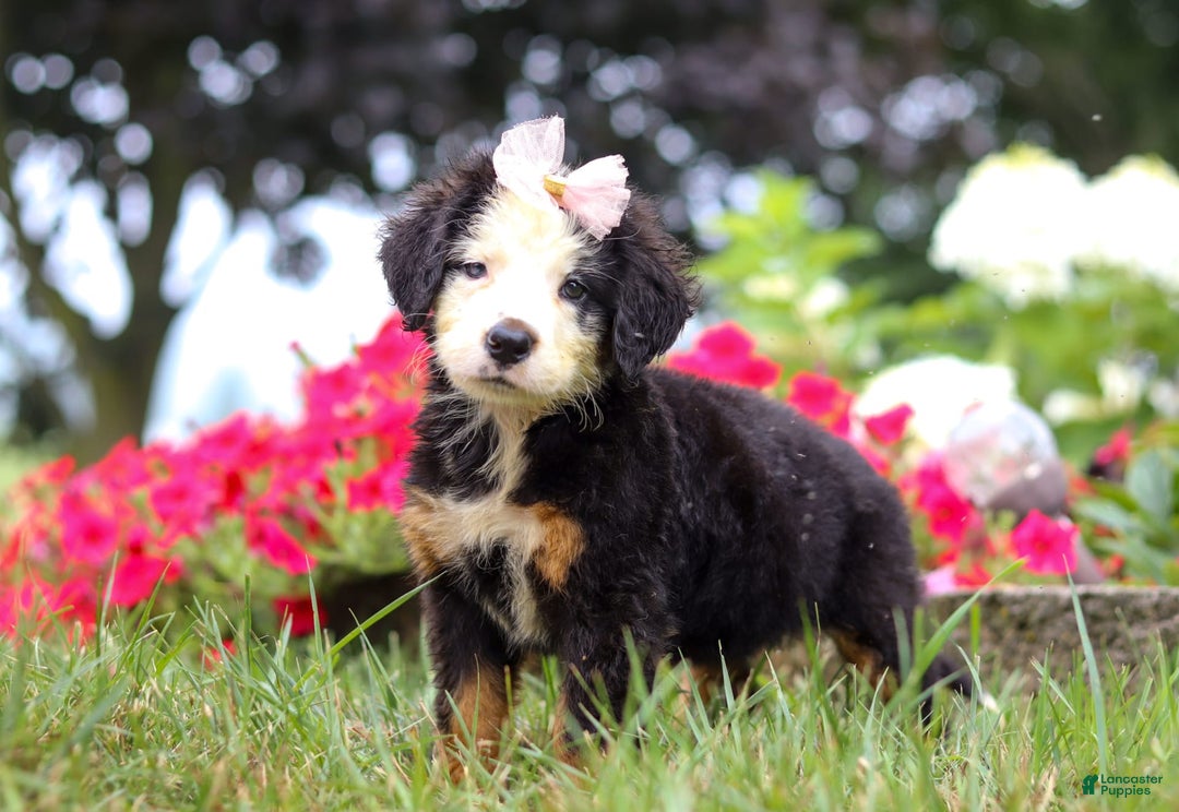 Bernese Mountain Dog dogs for sale: Bailey - Image 8