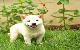 Shiba Inu dogs for sale: Petunia - Image 1
