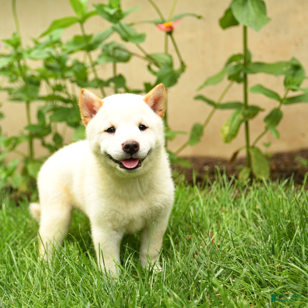 Shiba Inu dogs for sale: Petunia - Image 1