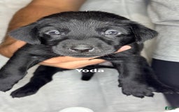 Labrador Retriever dogs for sale: Yoda - Image 1