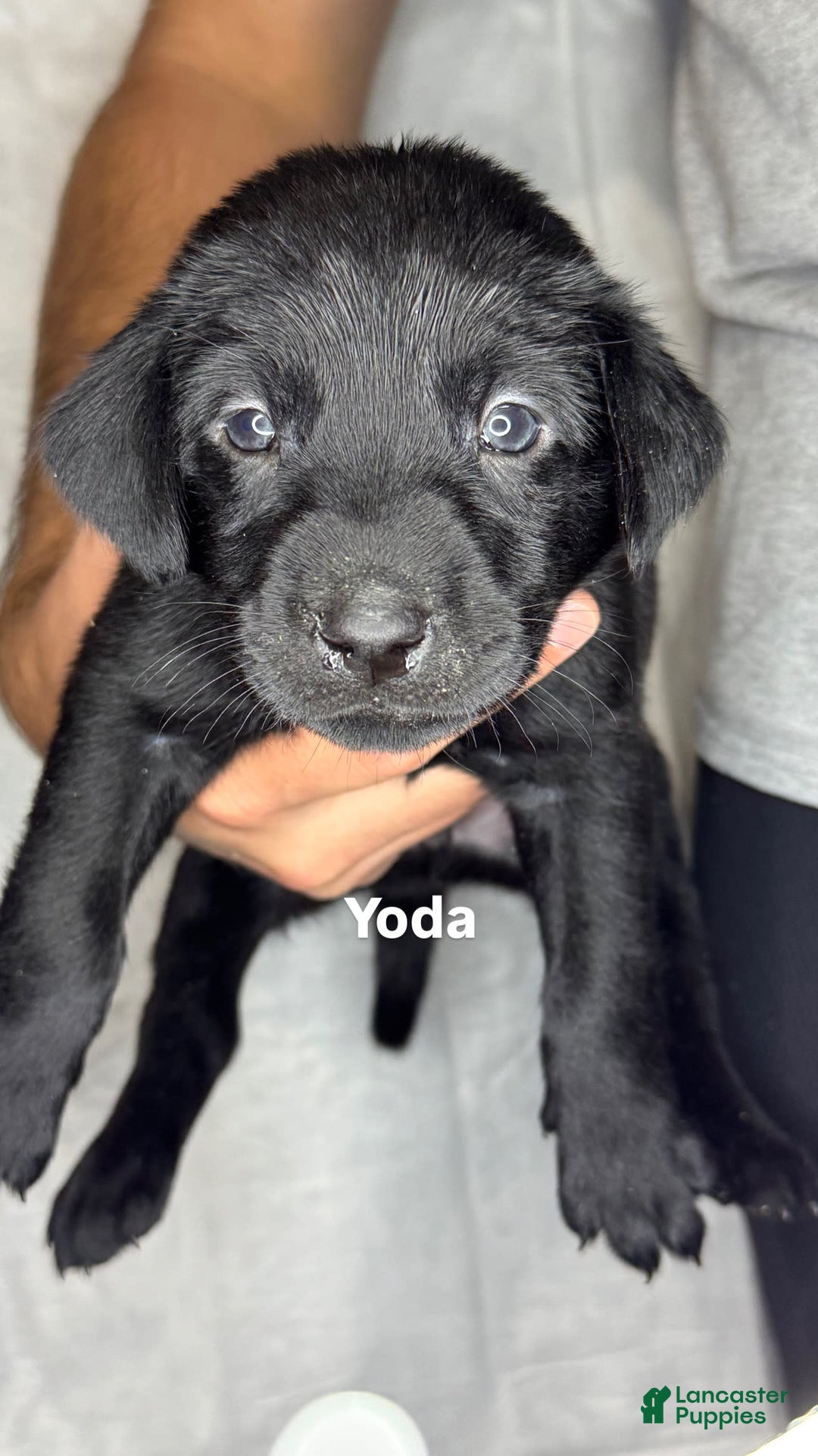 Labrador Retriever dogs for sale: Yoda - Image 1