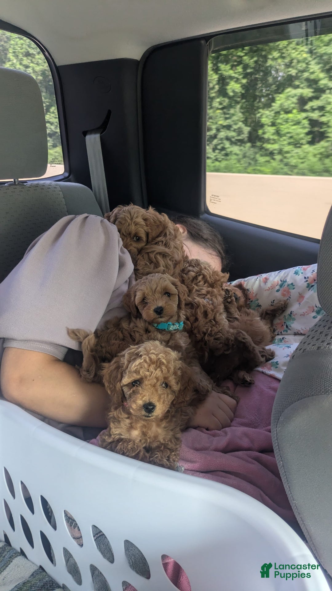Cockapoo dogs for sale: Willow - Image 5