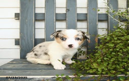 Welsh Corgi Pembroke dogs for sale: Jasmine - Image 3
