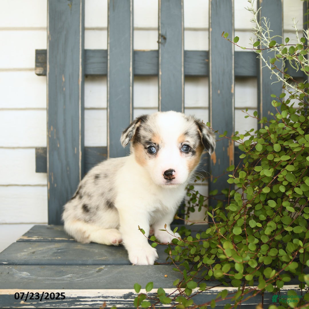 Welsh Corgi Pembroke dogs for sale: Jasmine - Image 3