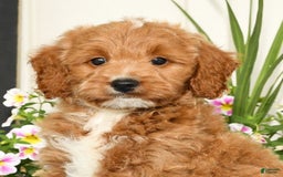 Mini Goldendoodle dogs for sale: Qbert - Image 5