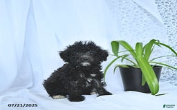 Mini Goldendoodle dogs for sale: Karter - Image 9