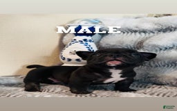 American Bully dogs for sale: Goat - Image 3